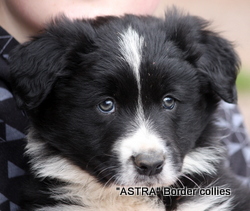Black and white MALE border collie puppy